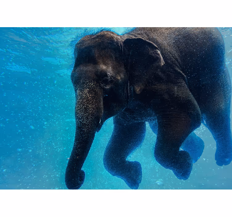 Fotomurale mare elefante sottomarino - TenStickers