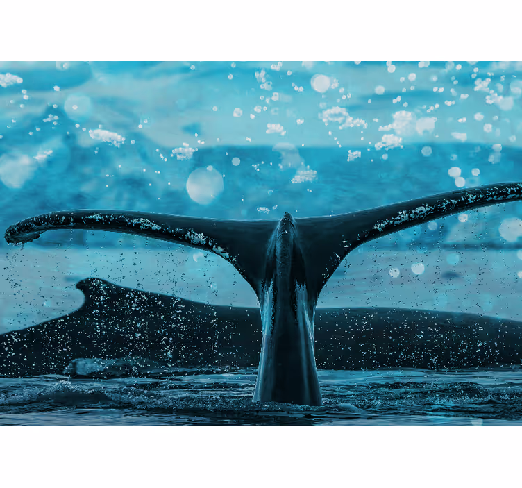 Fotomurale animali splash della pinna della balena - TenStickers