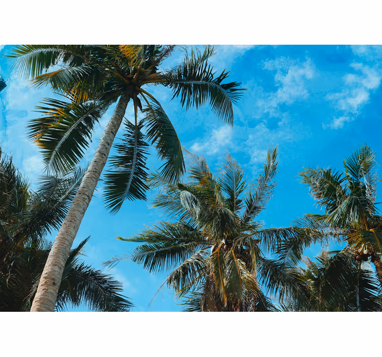 Fotomurali natura palma e cielo - TenStickers