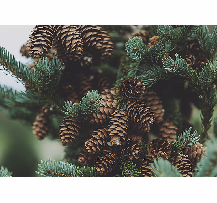 Fotomurale alberi grappolo di pigne - TenStickers