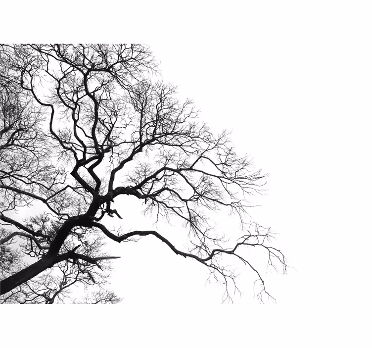 Fotomurale alberi silhouette rami senza foglie - TenStickers