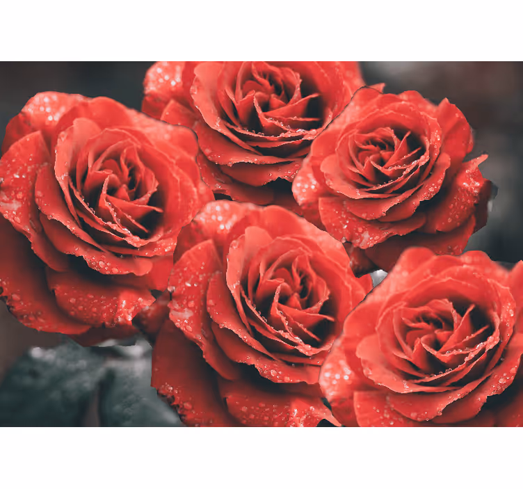 Fotomurale fiori boccioli di rosa cremisi - TenStickers