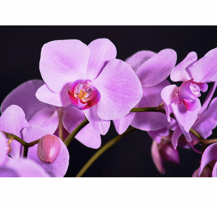 Fotomurale orchidee fiori di orchidea eleganti - TenStickers