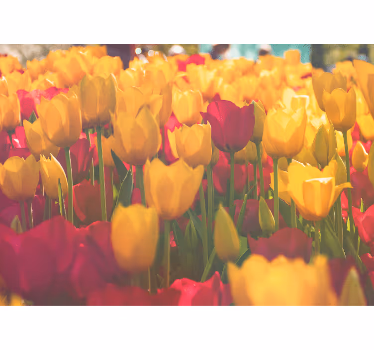 Fotomurale fiori campi di tulipani - TenStickers
