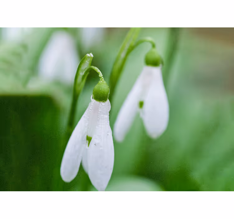 Fotomurale fiori eleganza dei bucaneve - TenStickers