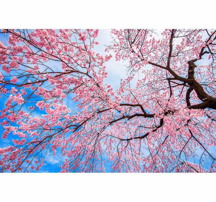 Fotomurale fiori fiori di ciliegio in fiore - TenStickers