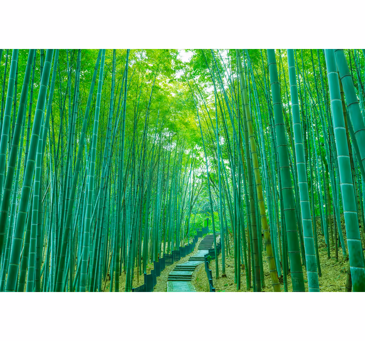Fotomurali bambù sentiero di bambù sereno - TenStickers