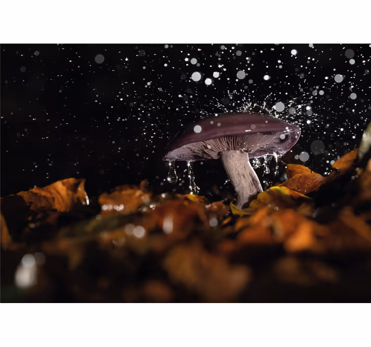 Fotomurali natura splash d'acqua fungo - TenStickers