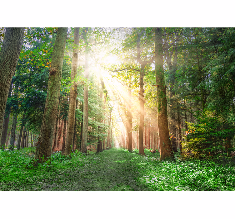 Fotomurale foresta sentiero boschivo tranquillo - TenStickers