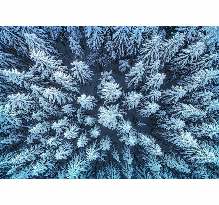 Fotomurali natura foresta di pini ghiacciati - TenStickers
