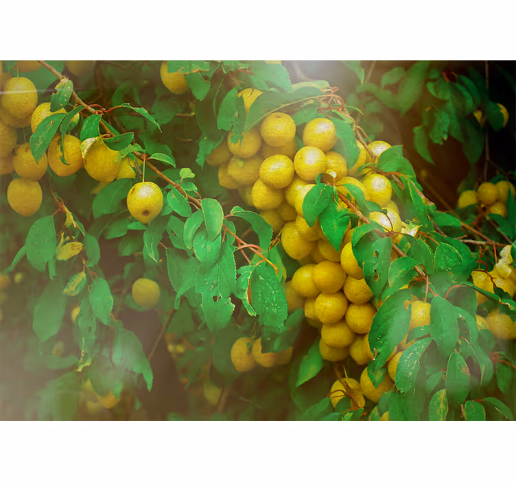 Fotomurale fiori verdeggianti e frutti - TenStickers
