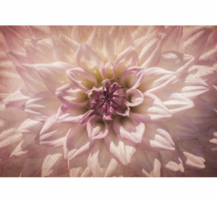 Fotomurali fiori diversi delicato fiore rosa - TenStickers