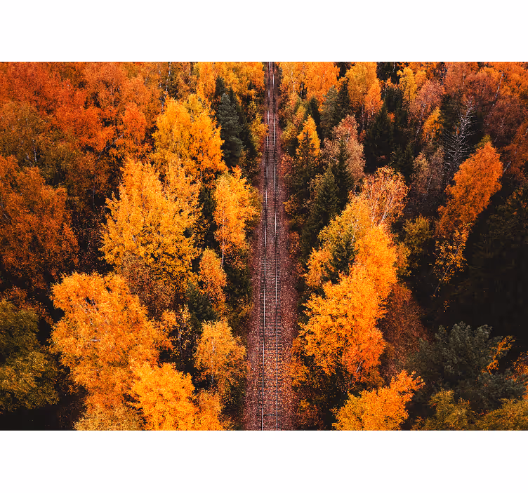 Fotomurale paesaggi sentiero nel bosco d'autunno - TenStickers
