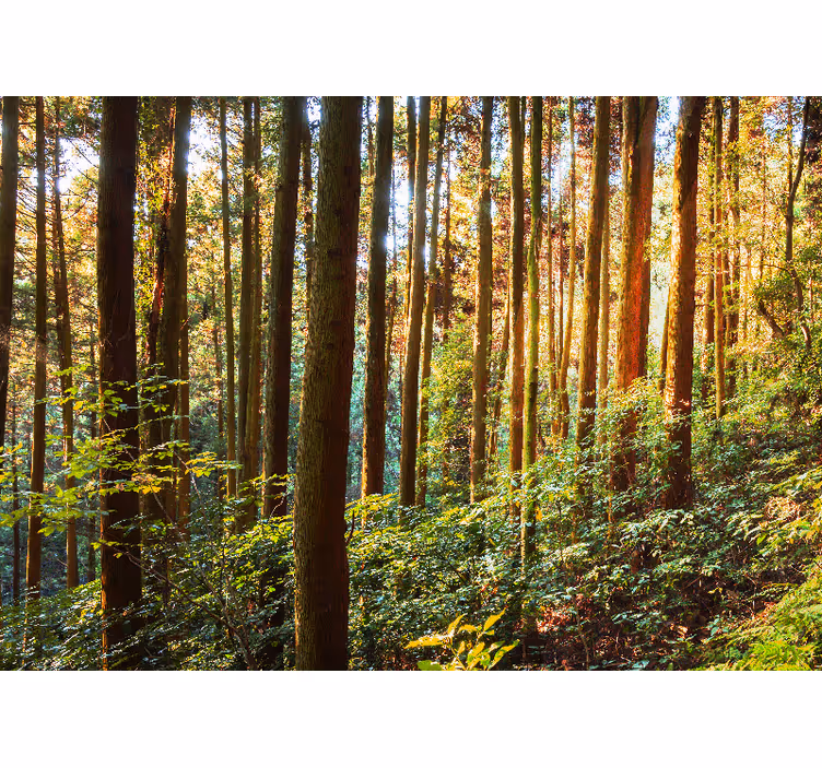 Fotomurale foresta foresta verde rigogliosa - TenStickers