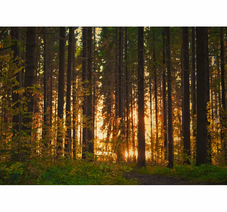 Carta da parati foresta silhouette di alberi al tramonto - TenStickers