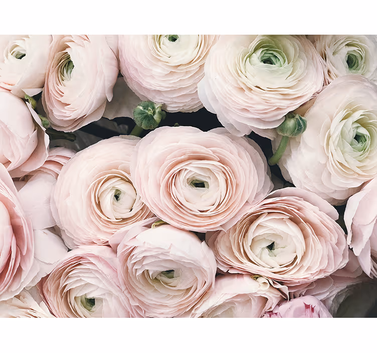 Fotomurale fiori fiori di ranuncolo delicati - TenStickers