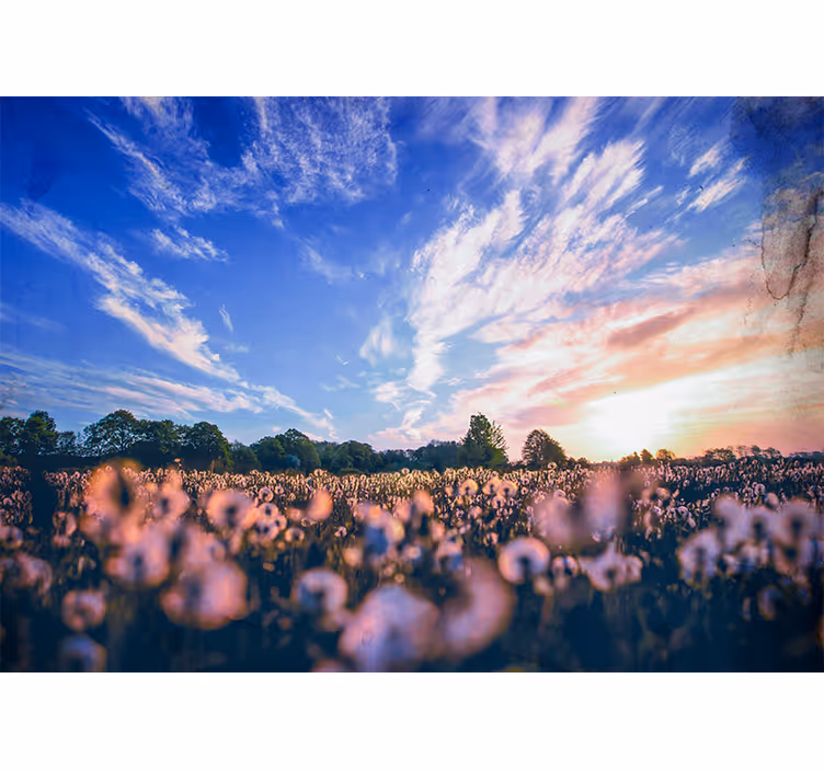 Fotomurale fiori serenità nel campo di dente di leone - TenStickers