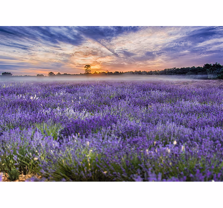 Fotomurale fiori campo di lavanda al crepuscolo - TenStickers
