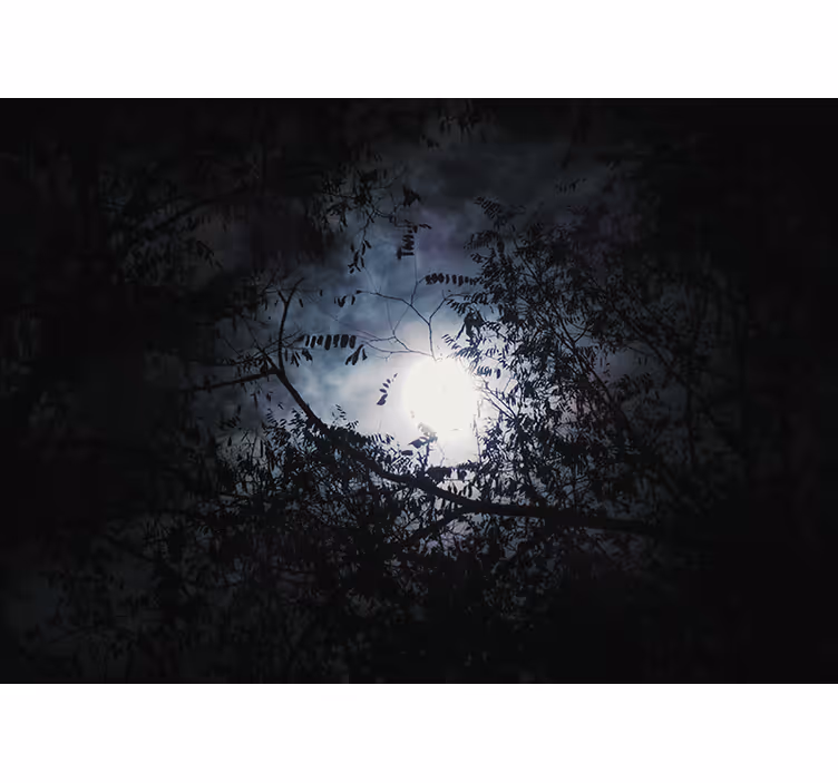 Fotomurali natura rami illuminati dalla luna - TenStickers