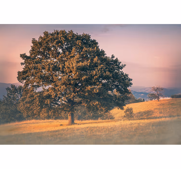 Fotomurali natura quercia maestosa - TenStickers