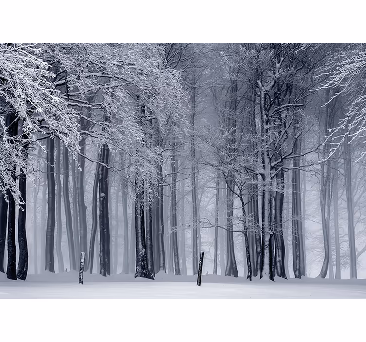 Fotomurale foresta paesaggio di alberi innevati - TenStickers