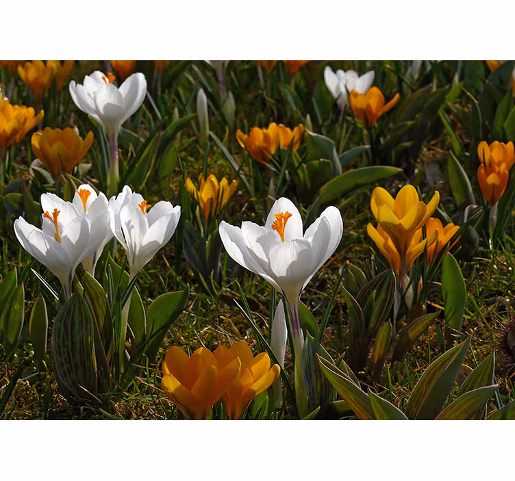 Fotomurale fiori fiori di croco - TenStickers