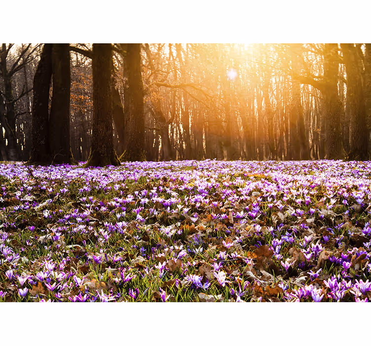 Fotomurale fiori prato di fiori illuminato - TenStickers