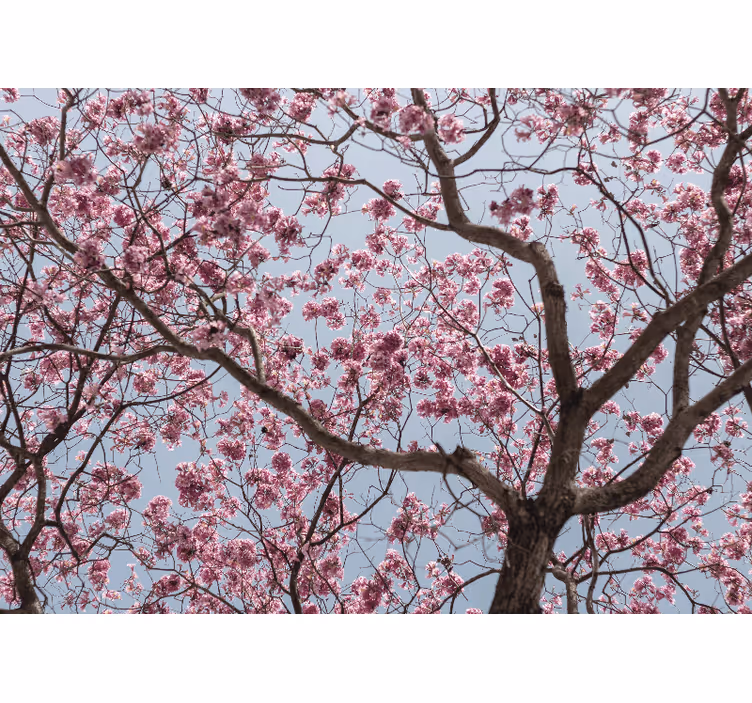 Fotomurale fiori ramo di fior di ciliegio - TenStickers