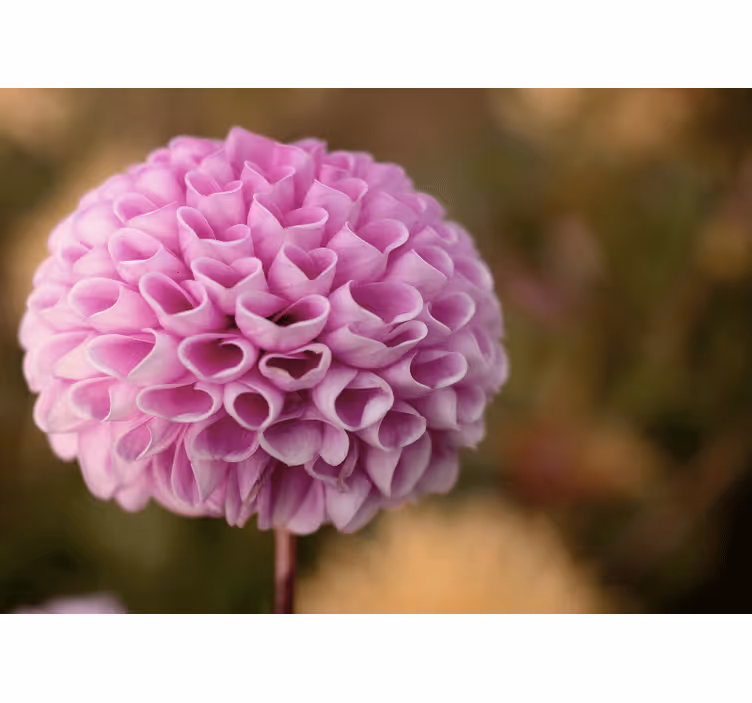Fotomurale fiori sfera floreale rosa - TenStickers