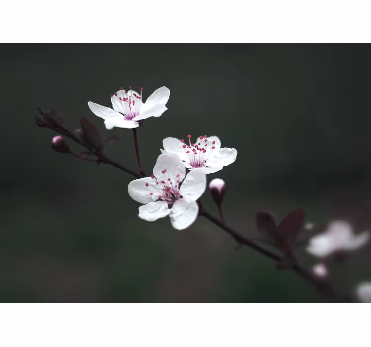 Fotomurale papaveri ramo di sakura - TenStickers