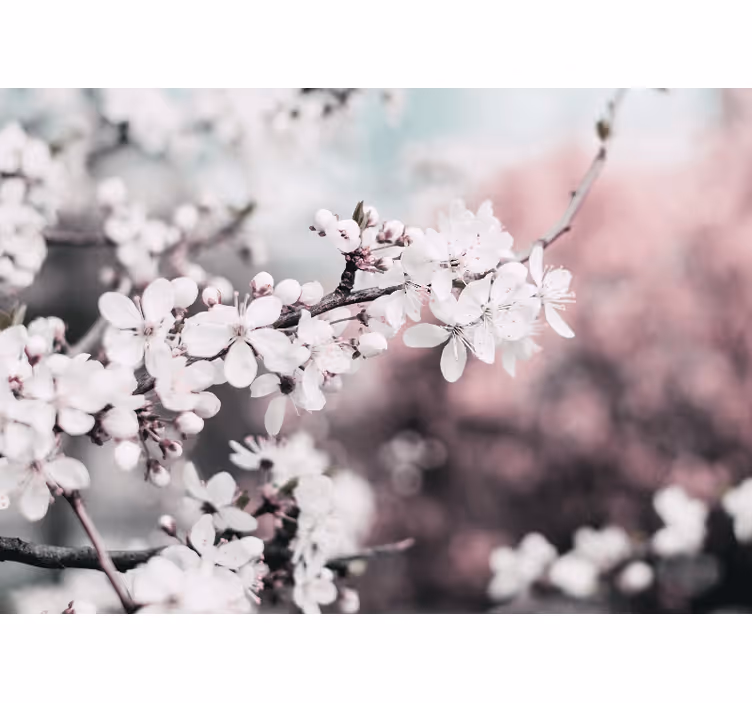 Fotomurale fiori ramo in fiore di sakura - TenStickers