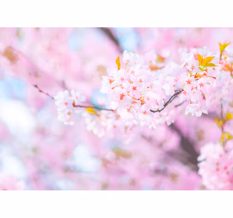 Fotomurale fiori splendore dei ciliegi - TenStickers
