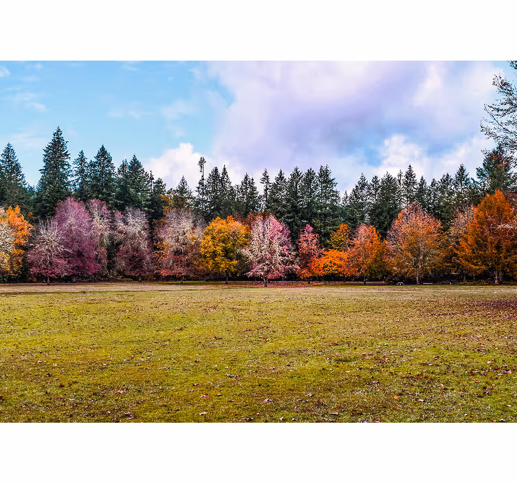 Carta da parati natura foresta autunnale colorata - TenStickers