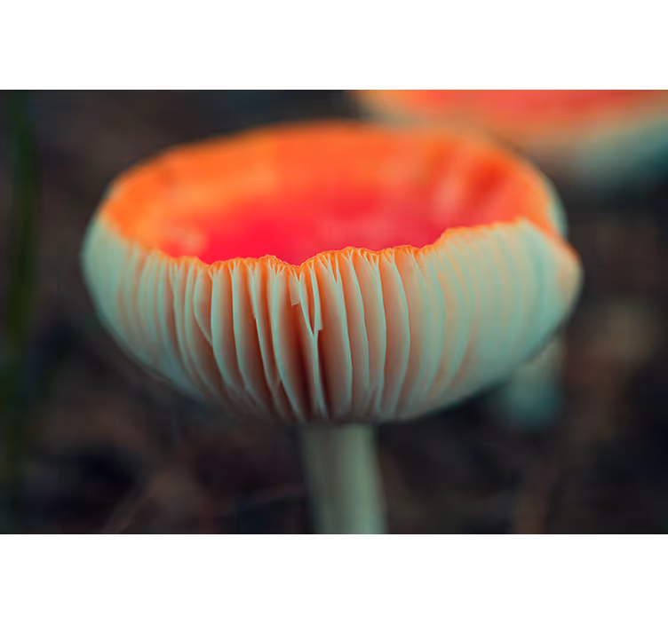 Fotomurale papaveri fioritura elegante di papaveri - TenStickers