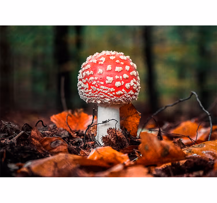 Fotomurali natura funghi toadstool rossi - TenStickers