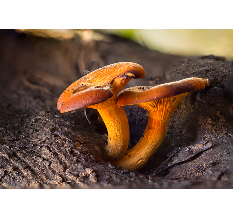 Fotomurale foresta scena naturale fungo - TenStickers