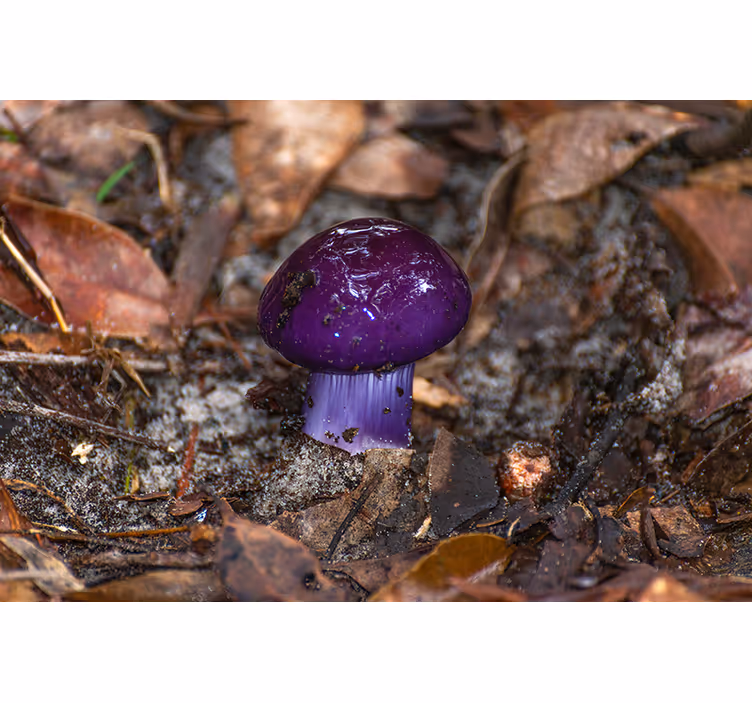 Fotomurali fiori diversi germoglio di fungo viola - TenStickers