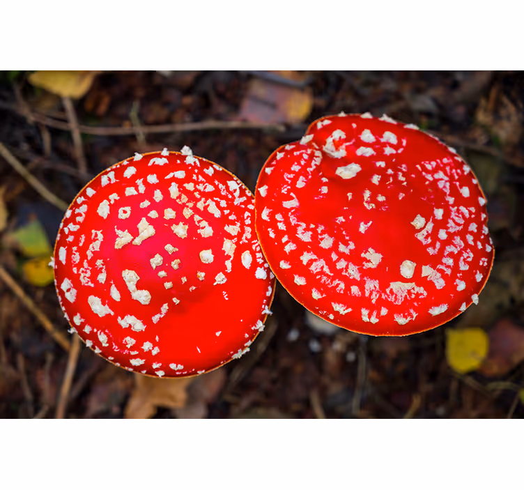 Fotomurali natura cappelli di fungo rossi - TenStickers