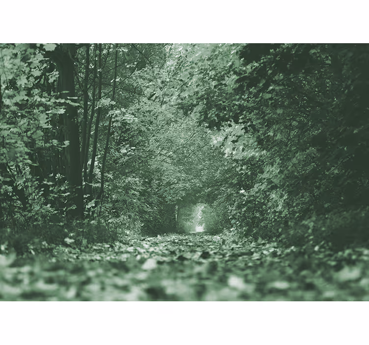 Fotomurale foresta sentiero boschivo rigoglioso - TenStickers