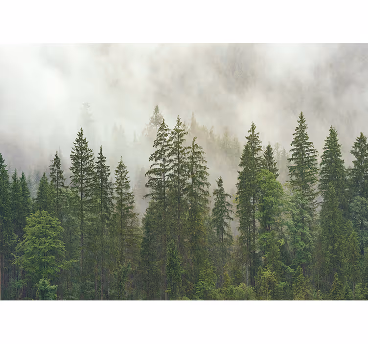 Fotomurale foresta vista boschiva velata - TenStickers