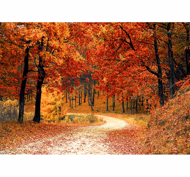 Carta da parati natura sentiero boschivo autunnale - TenStickers