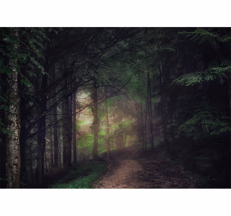 Carta da parati foresta sentiero serene - TenStickers