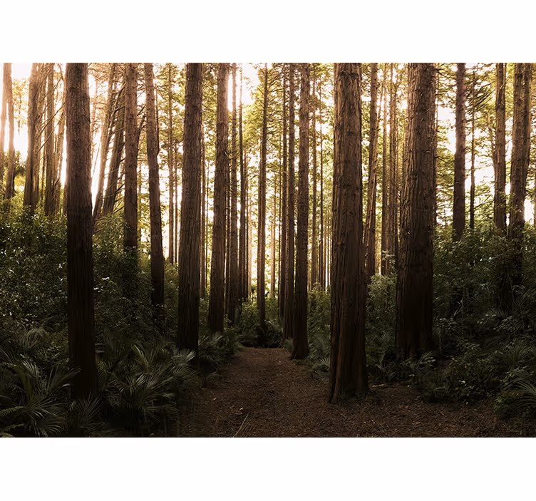 Carta da parati natura alberi alti della foresta - TenStickers