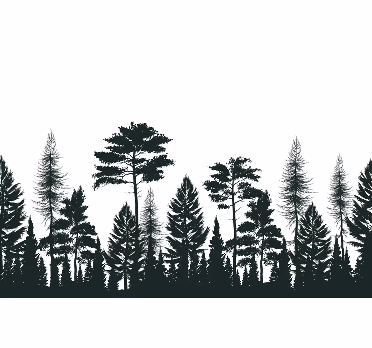 Fotomurali natura alberi sempreverdi in silhouette - TenStickers