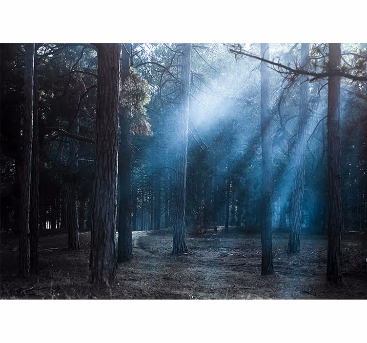 Fotomurale foresta sentiero nebbioso e nebbioso - TenStickers