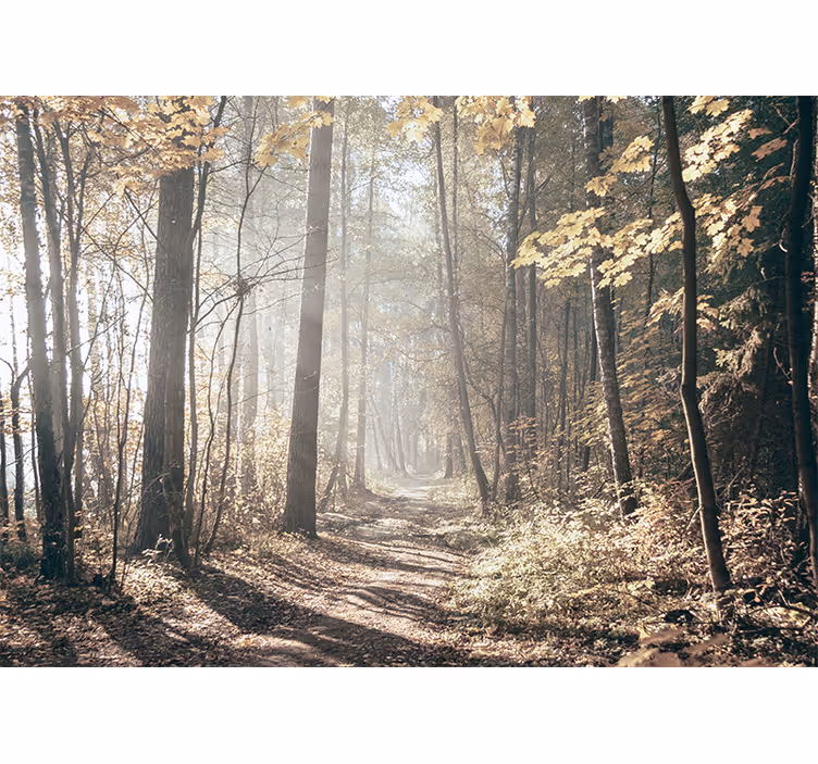 Fotomurale foresta sentiero d'autunno sereno - TenStickers