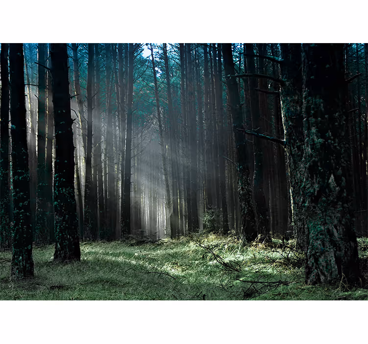 Carta da parati foresta sentiero radioso nella foresta - TenStickers