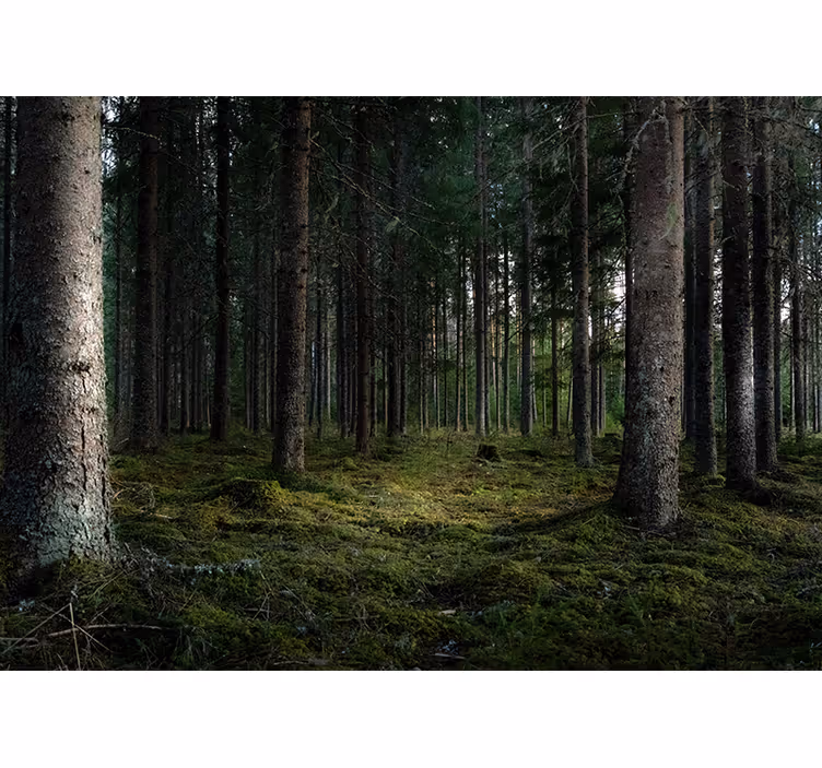 Fotomurale foresta paesaggio sereno - TenStickers