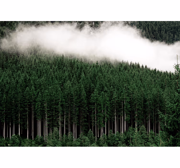 Fotomurali natura paesaggio forestale maestoso - TenStickers