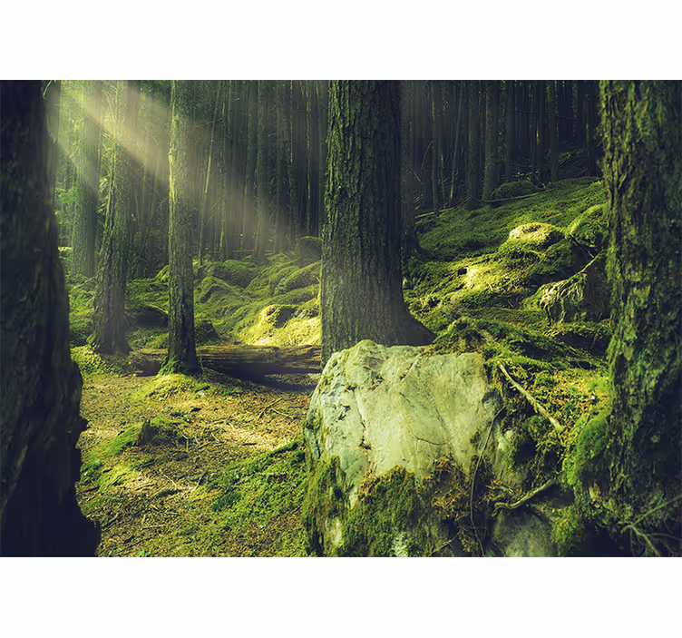 Carta da parati natura luce del sole tra gli alberi - TenStickers